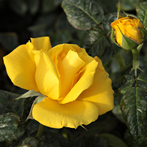 Pоза Златна Сватба - жълт - Рози Флорибунда